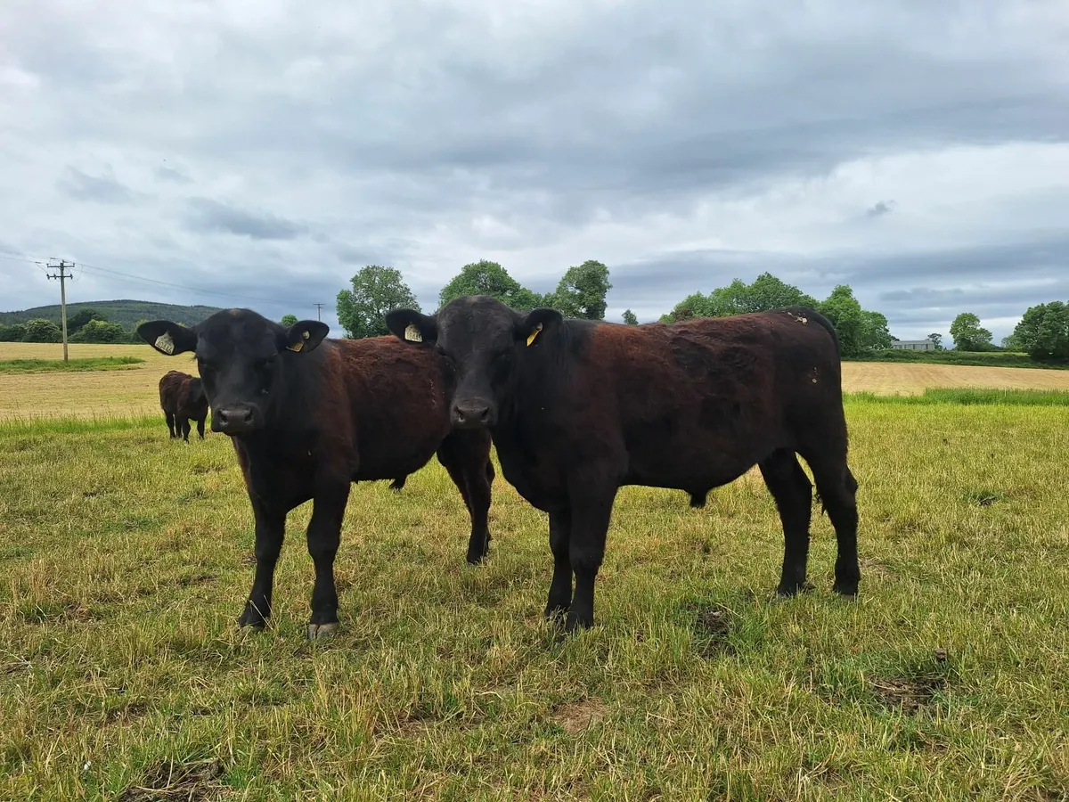 Purebred AA Bulls for sale - Image 1