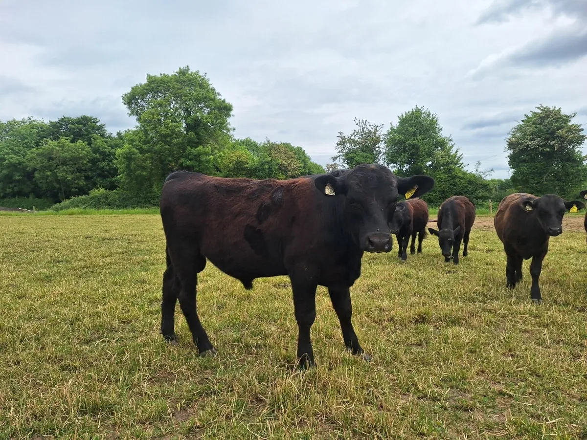 Purebred AA Bulls for sale - Image 2