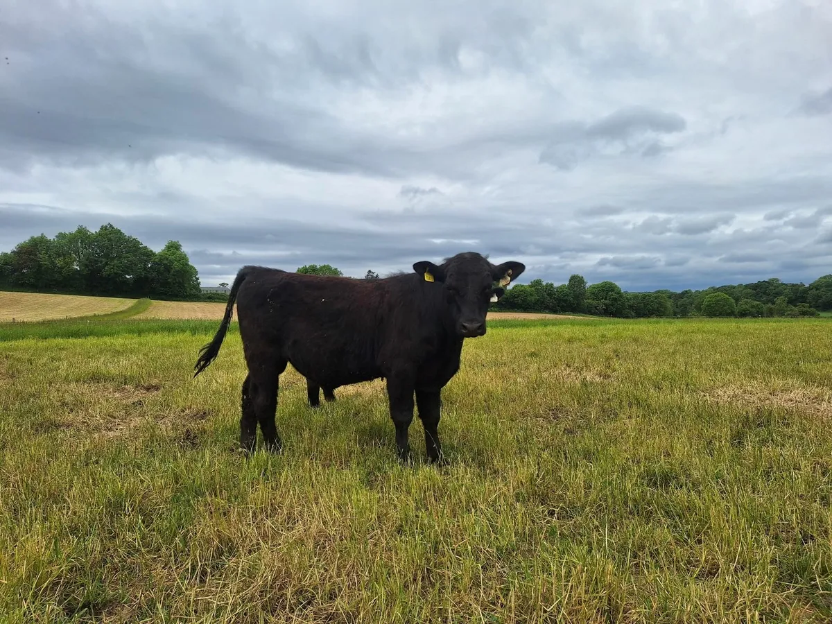 Purebred AA Bulls for sale - Image 3