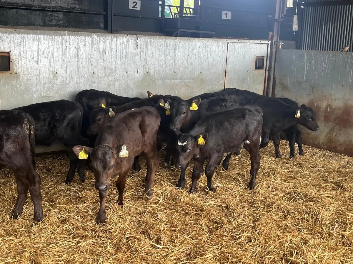 12 super  2 months old Angus heifers - Image 1