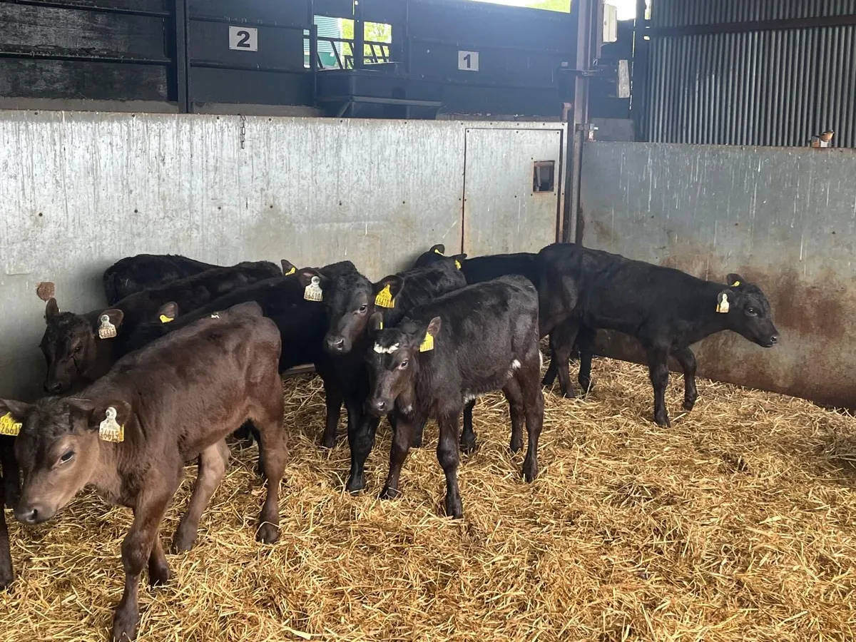 12 super  2 months old Angus heifers - Image 2