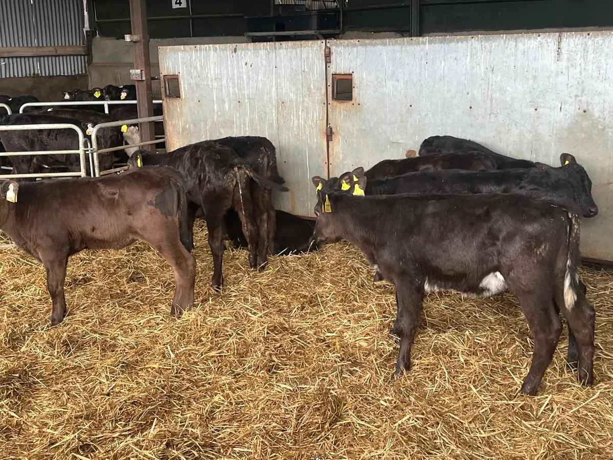 12 super  2 months old Angus heifers - Image 3