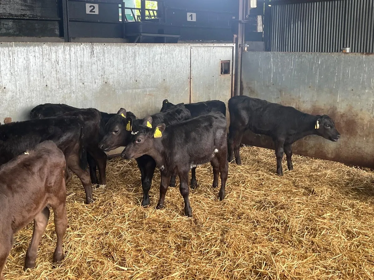 12 super  2 months old Angus heifers - Image 4