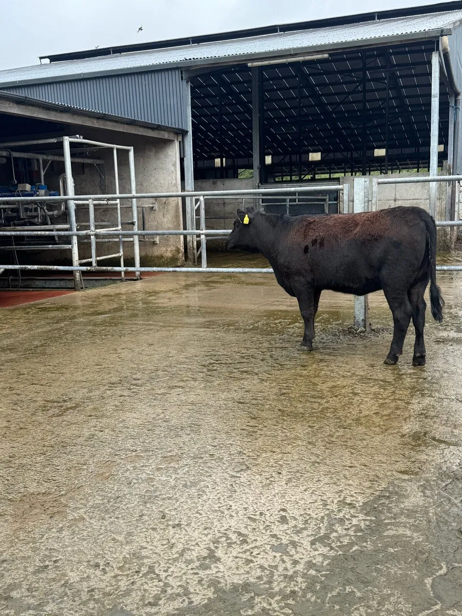 Pure bred Angus heifer - Image 1