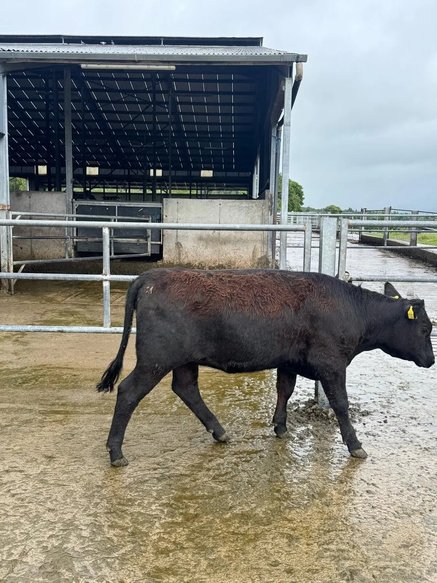 Pure bred Angus heifer - Image 2