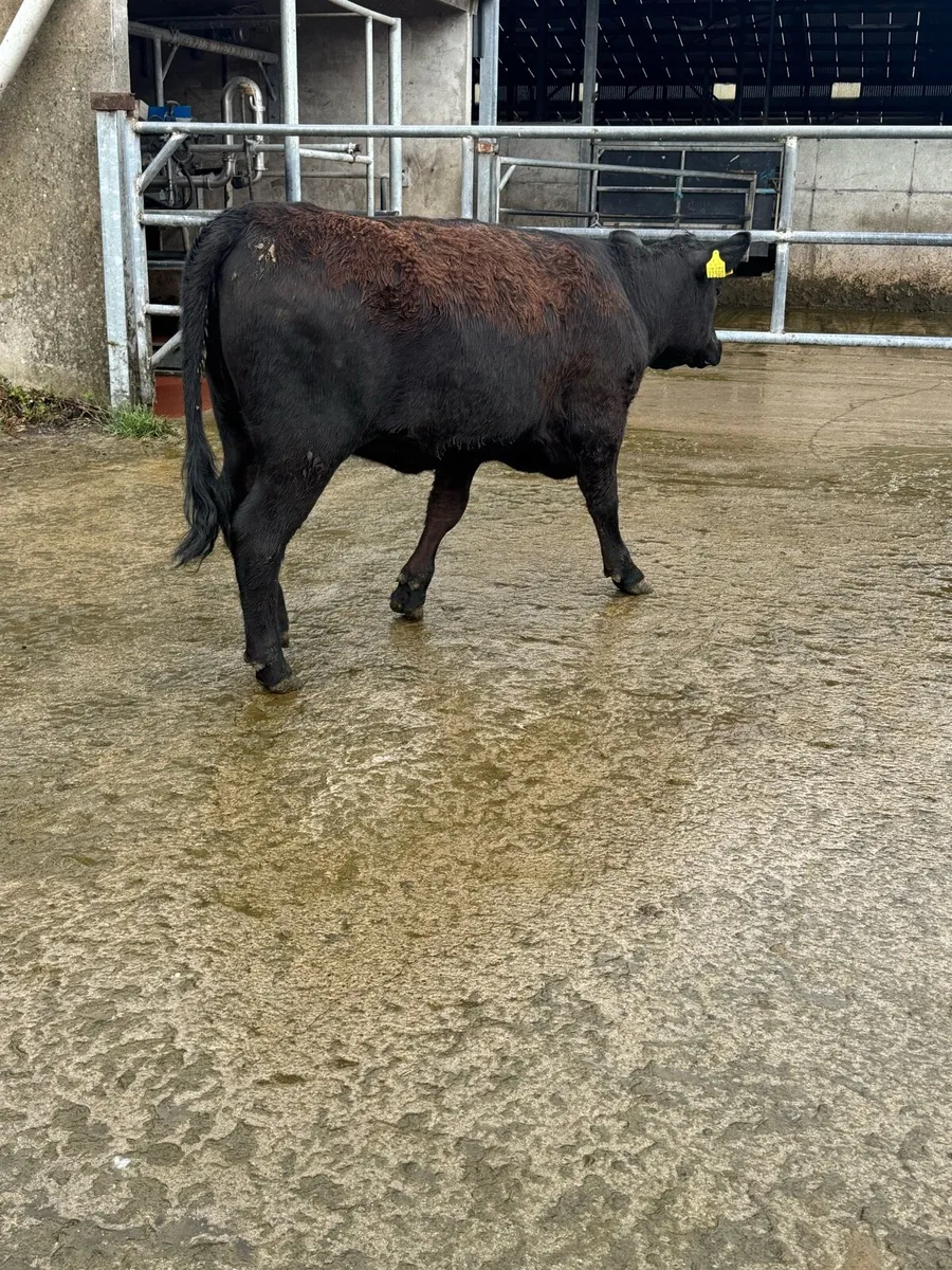 Pure bred Angus heifer - Image 3
