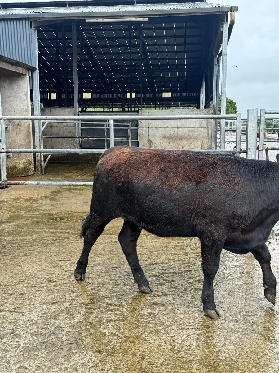 Pure bred Angus heifer - Image 4