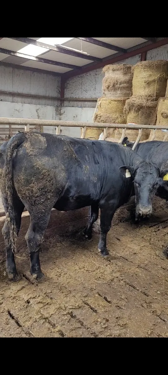 14 Heifers for sale - Image 1