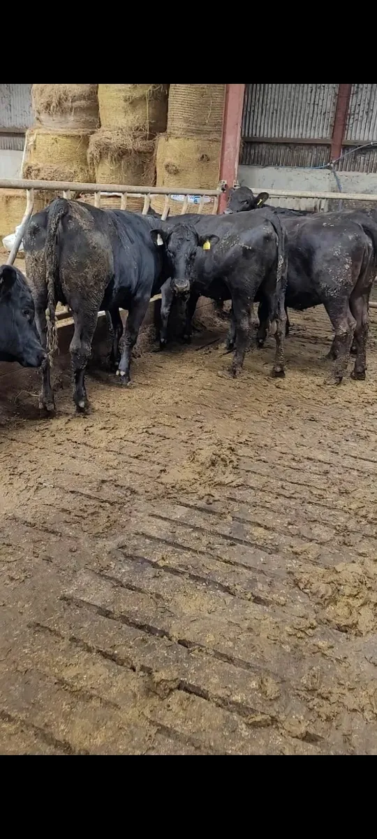 14 Heifers for sale - Image 2