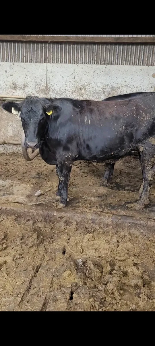 14 Heifers for sale - Image 4