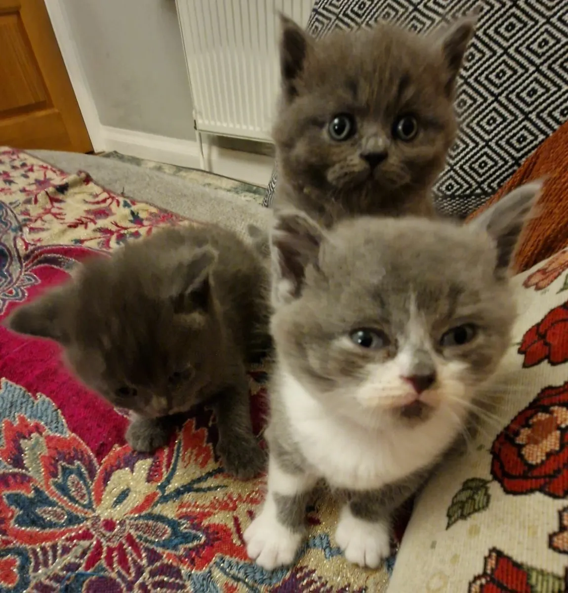 Grey British Blue Persian Kittens Available in Ark - Image 1