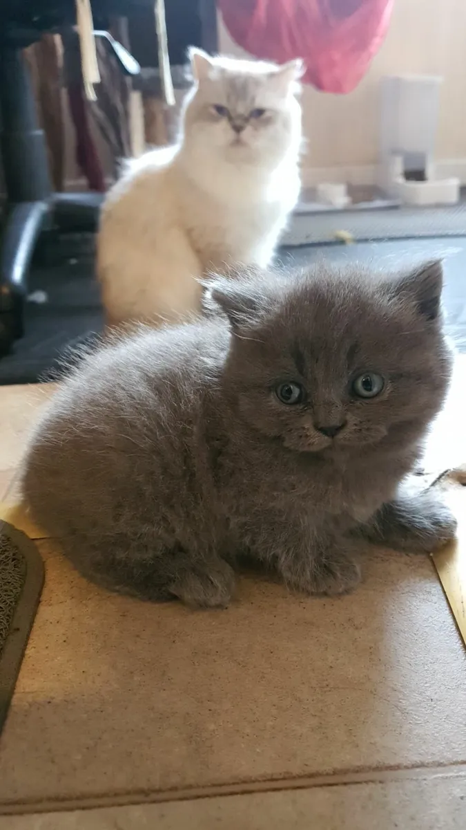 Grey British Blue Persian Kittens Available in Ark - Image 2