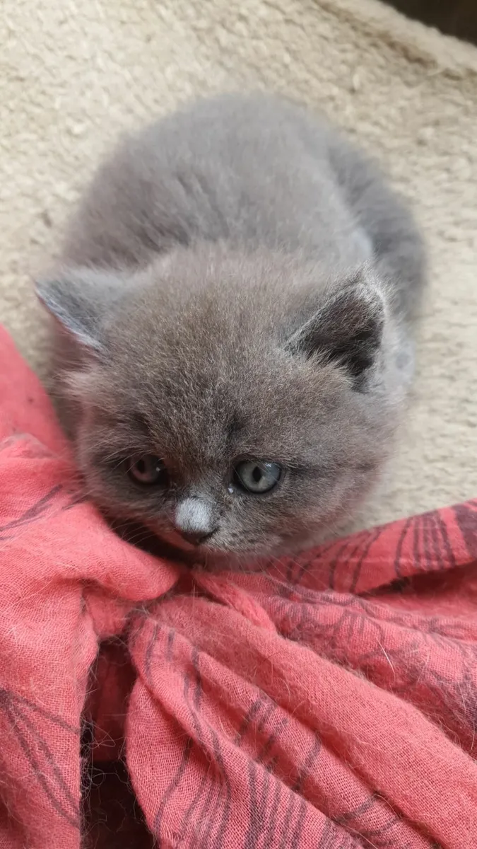 Grey British Blue Persian Kittens Available in Ark - Image 4