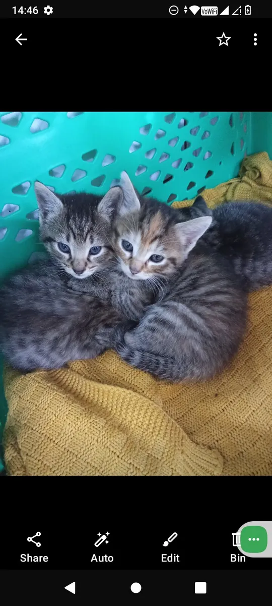 Kittens - Image 1