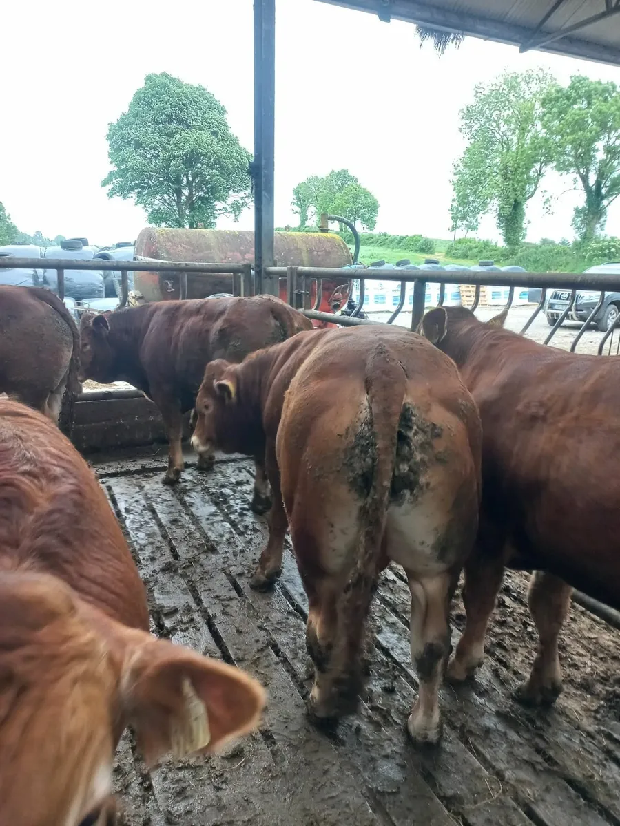 Limousin Bulls - Image 1
