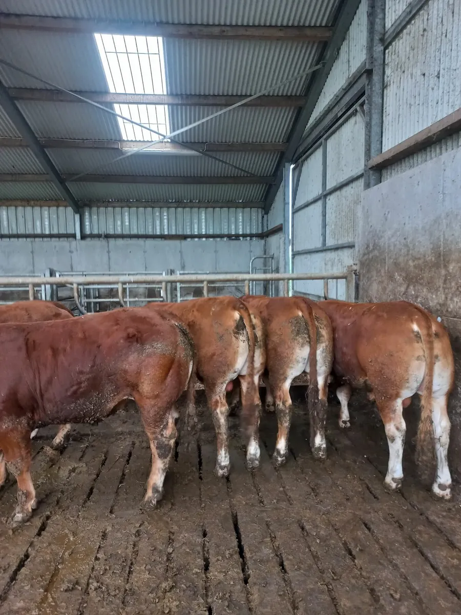 Limousin Bulls - Image 2