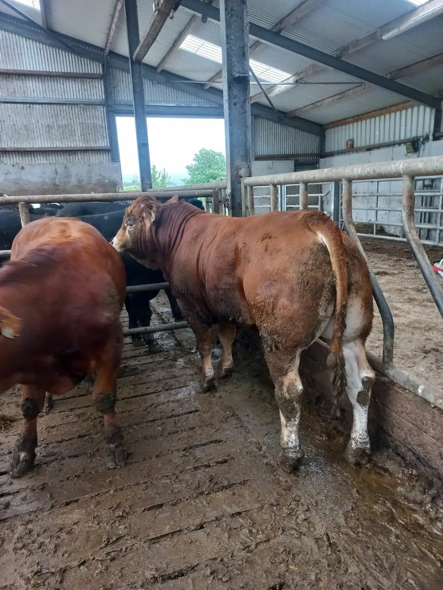Limousin Bulls - Image 4
