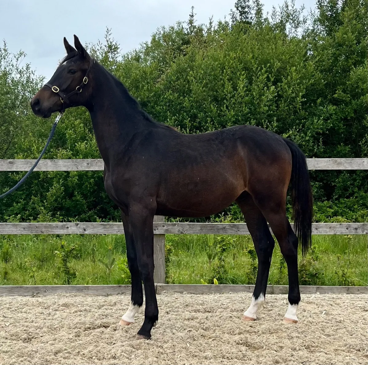 Exceptional Dressage or Jumping Prospect