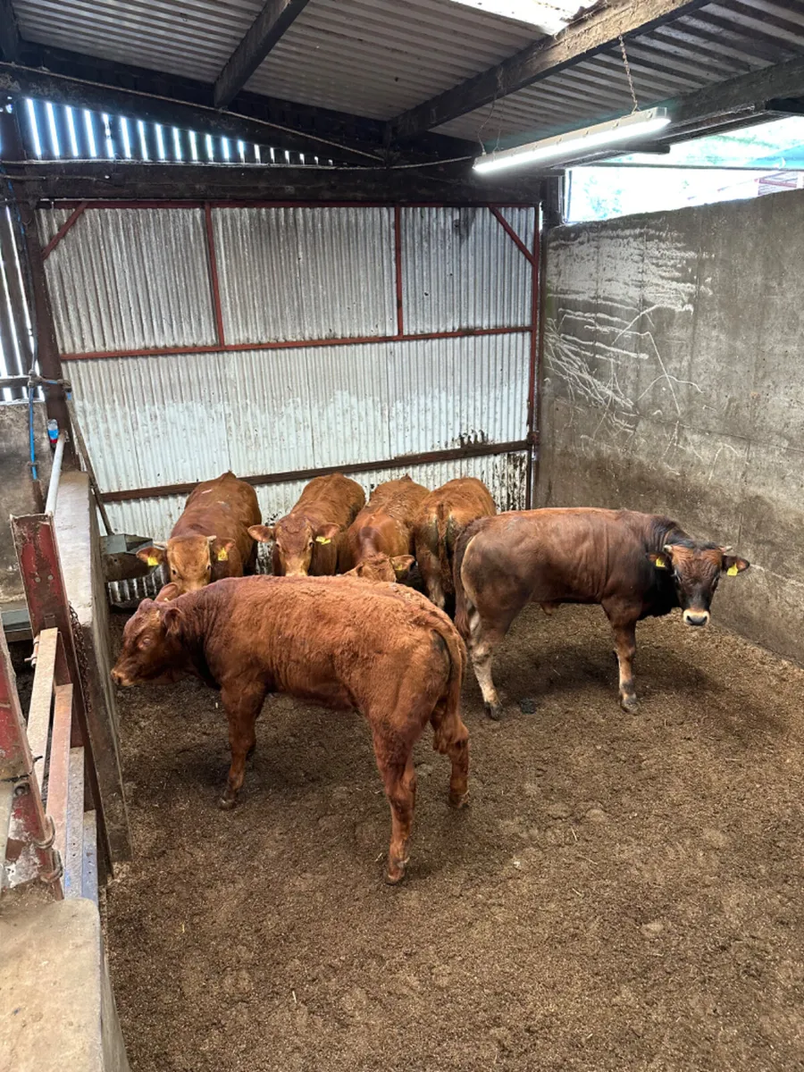 Lim bulls - Image 1