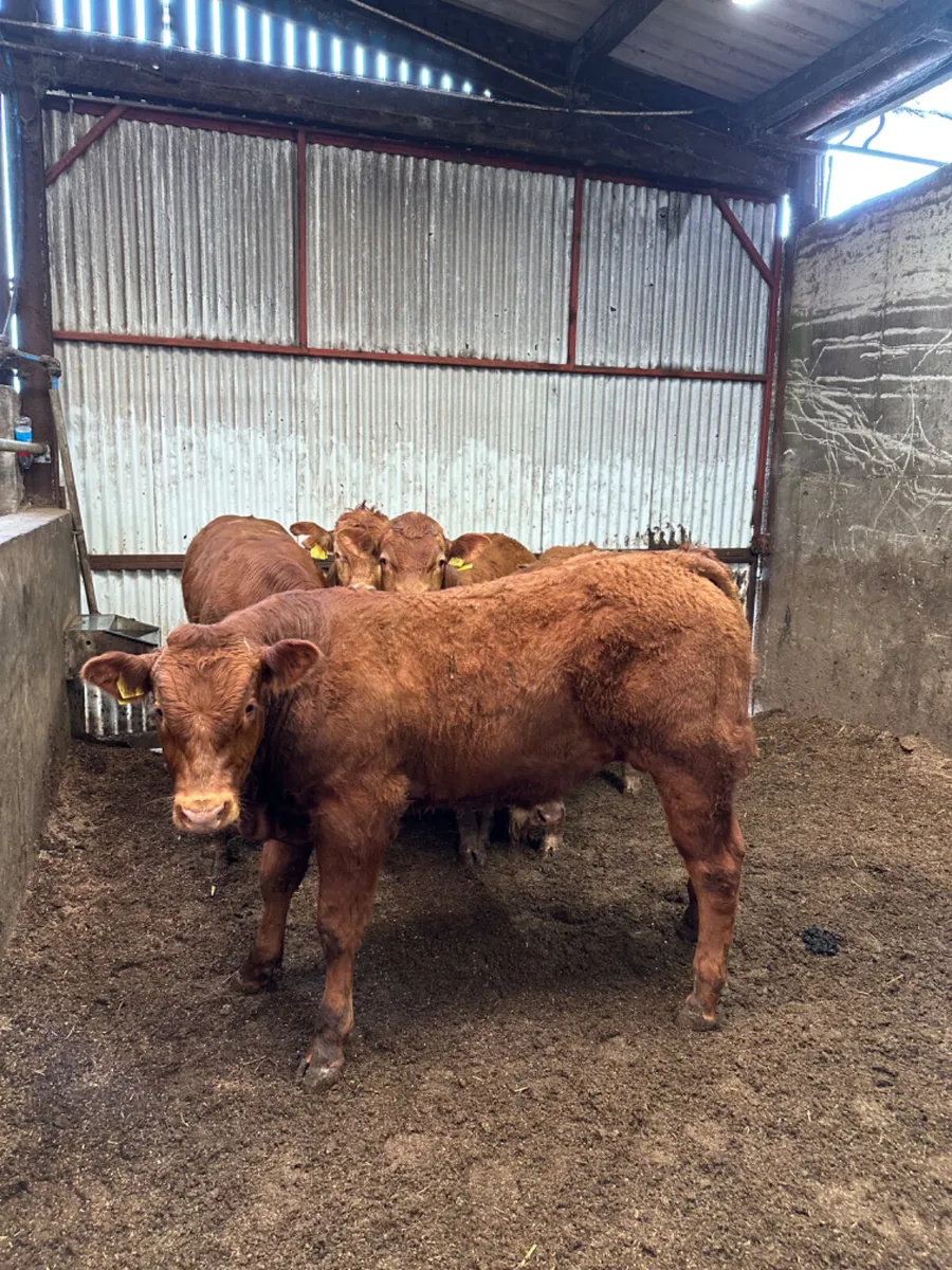 Lim bulls - Image 4