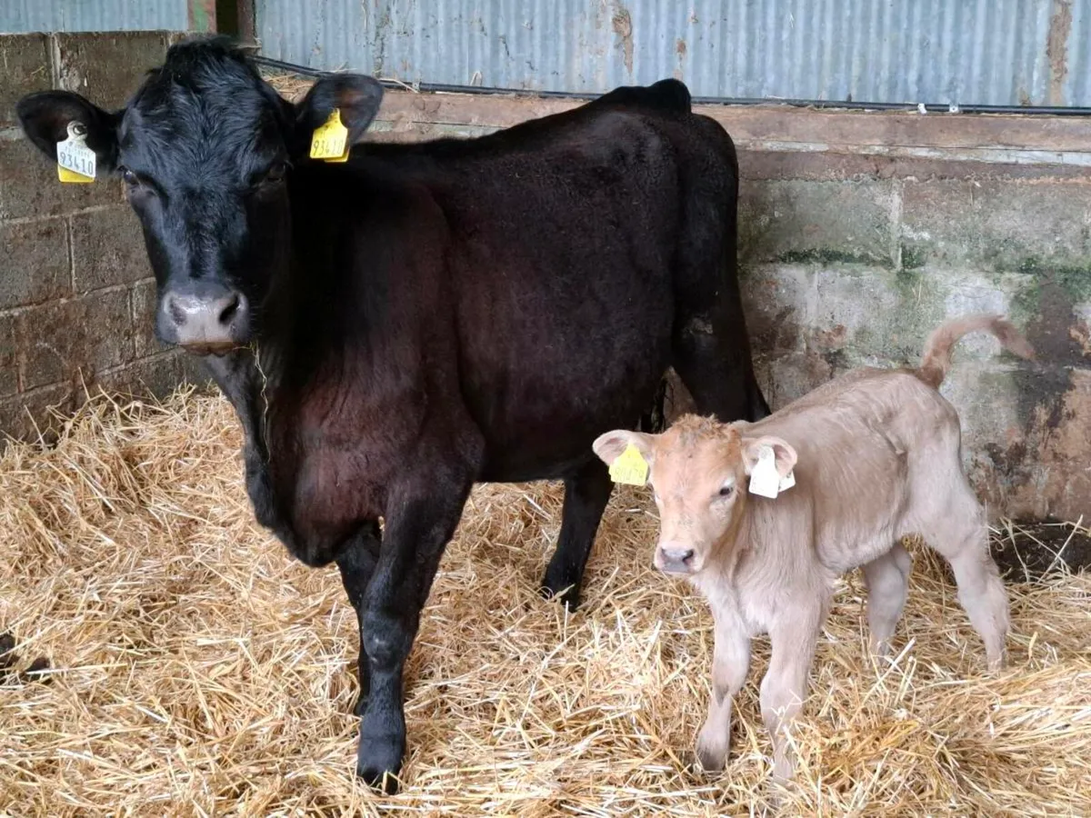 AAX heifer with heifer calf - Image 1
