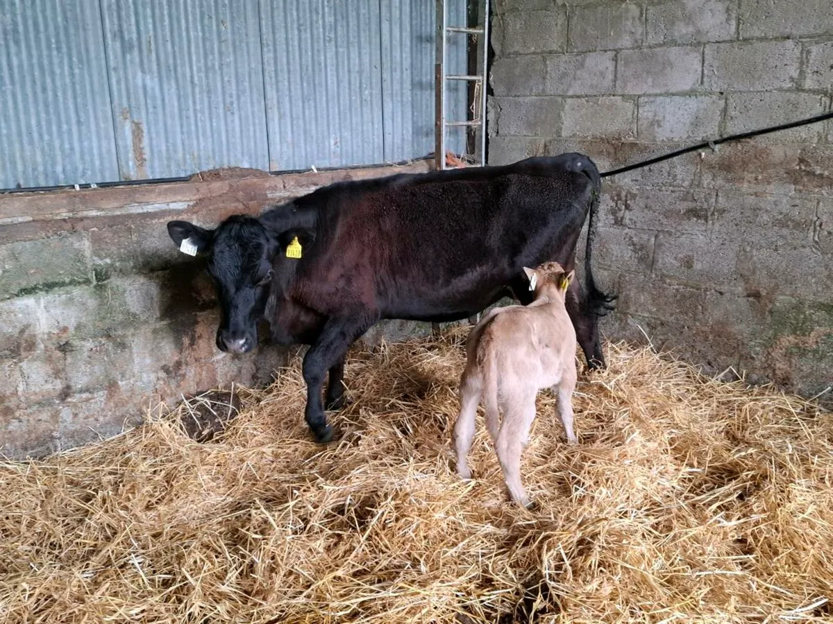 AAX heifer with heifer calf - Image 2