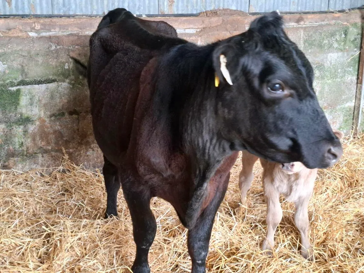 AAX heifer with heifer calf - Image 3