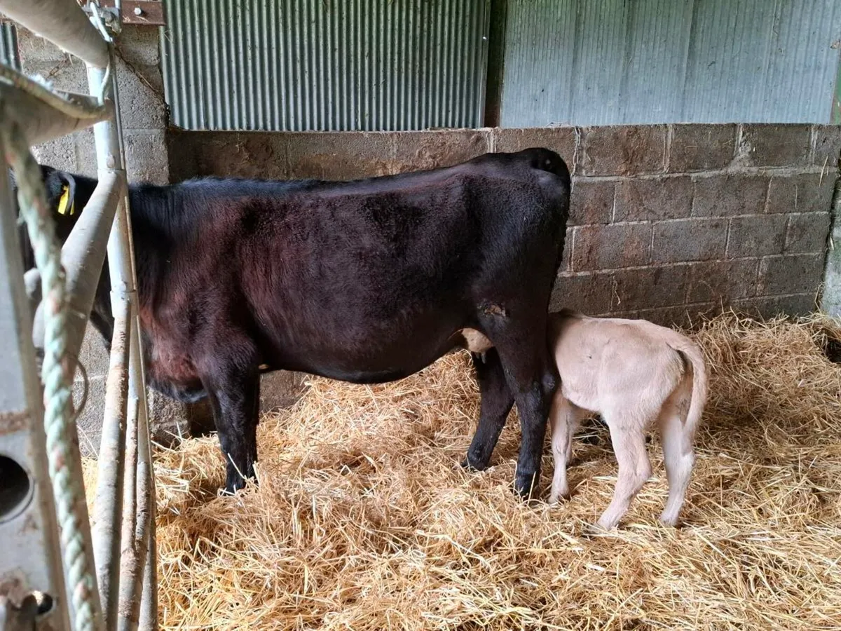 AAX heifer with heifer calf - Image 4