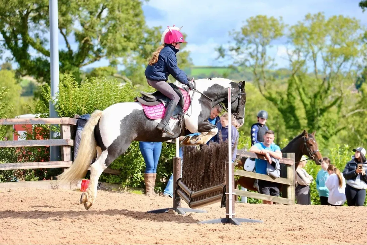 13hh Pony Club pony - Image 1