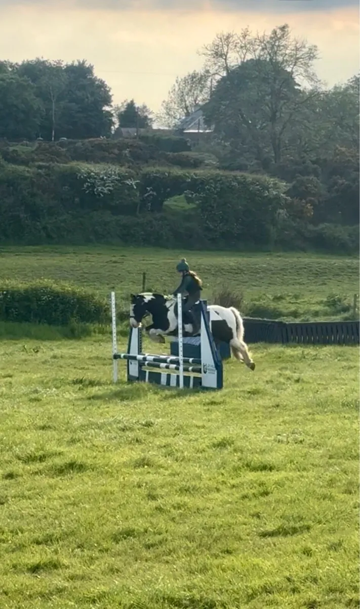 13hh Pony Club pony - Image 2