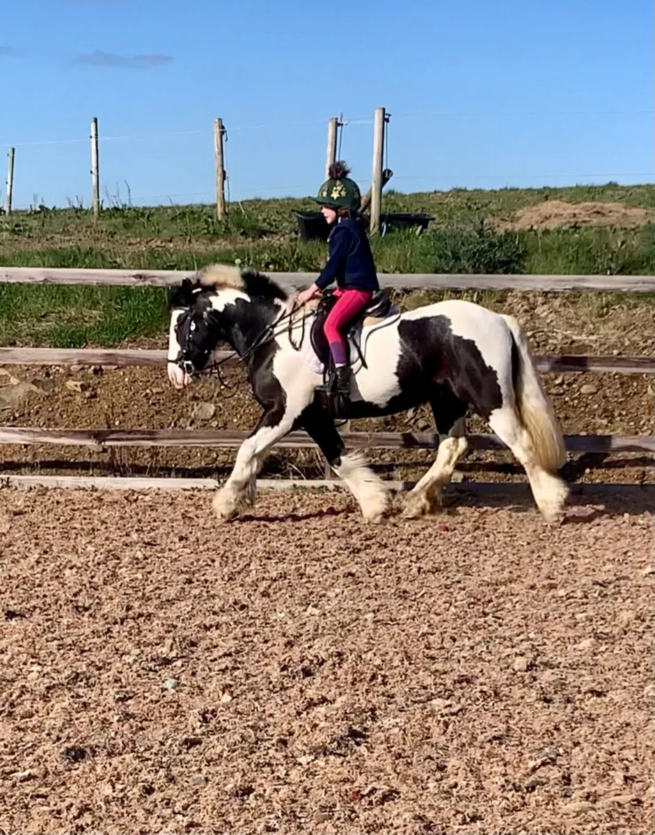 13hh Pony Club pony - Image 3