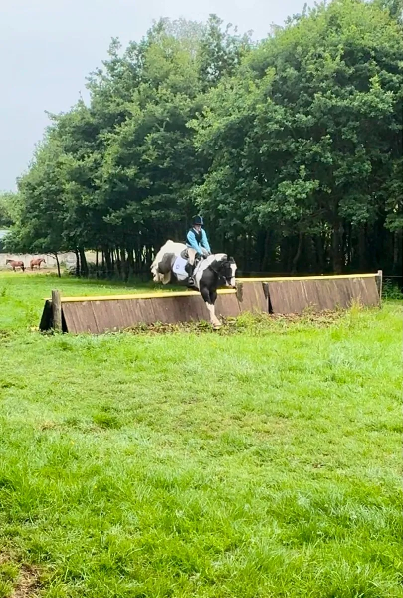 13hh Pony Club pony - Image 4