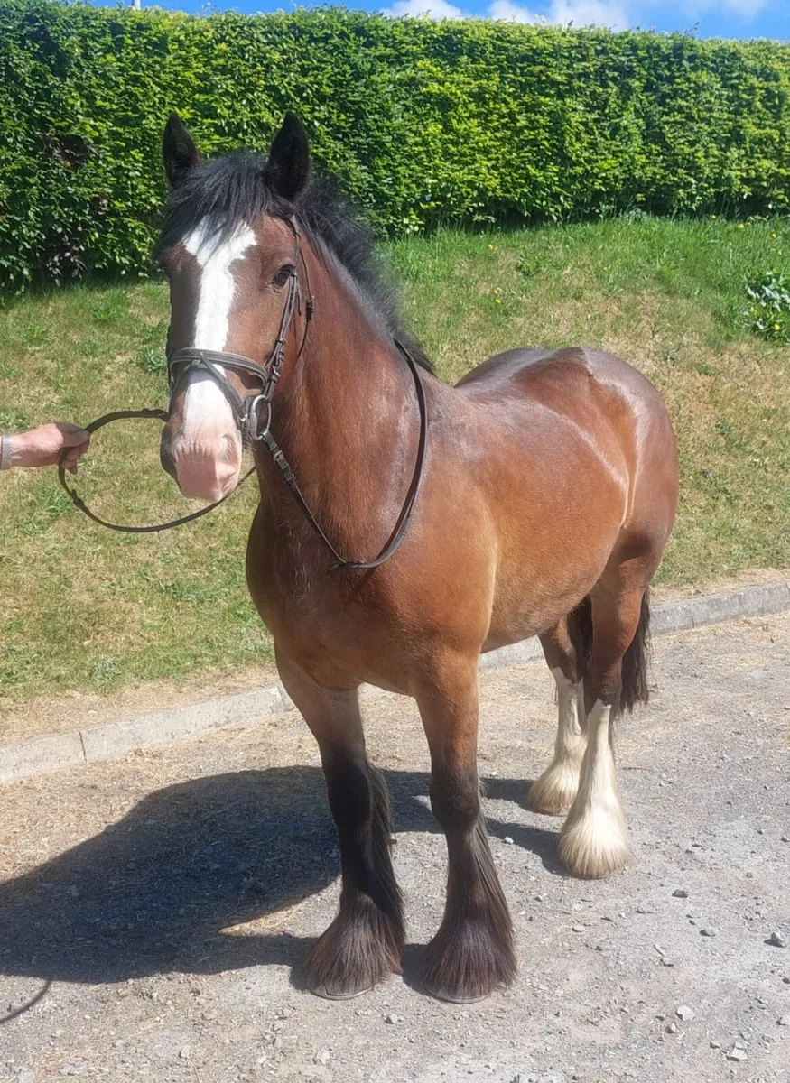 15 h cob - Image 1