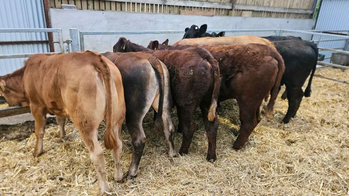 Limousin Heifers - Image 1