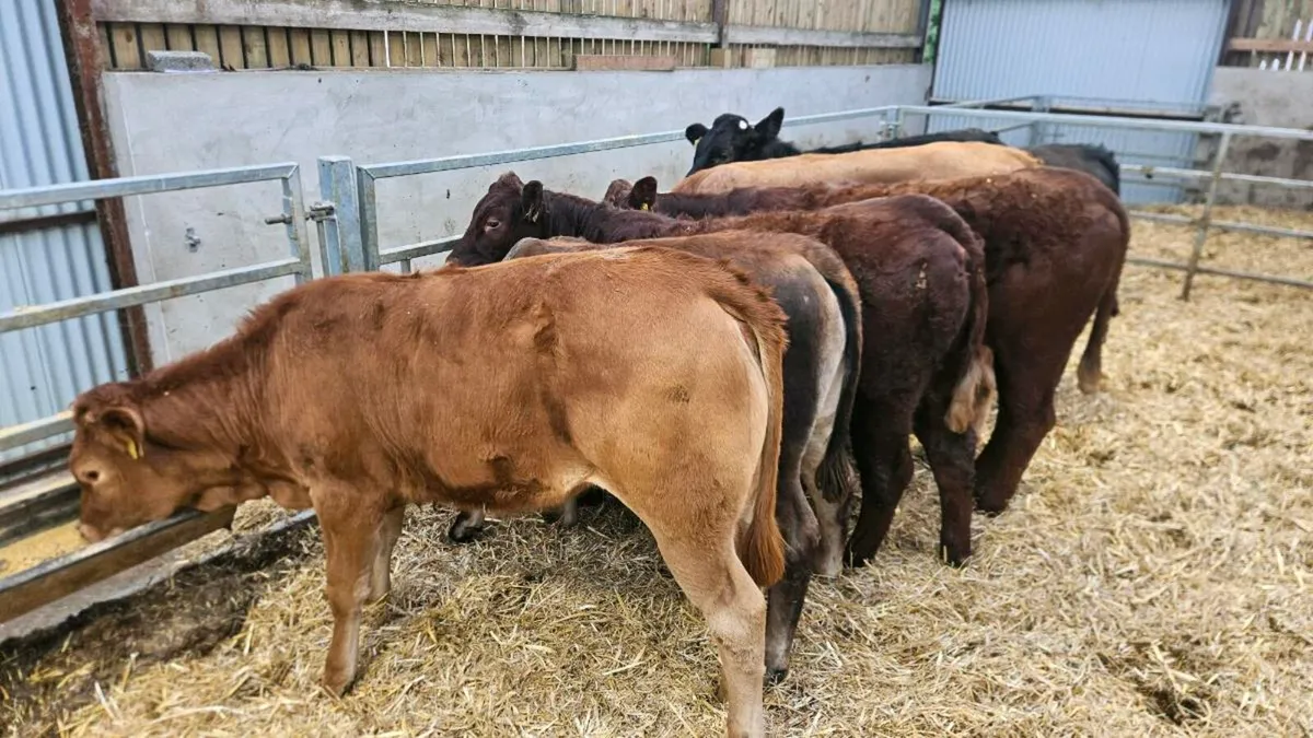Limousin Heifers - Image 2
