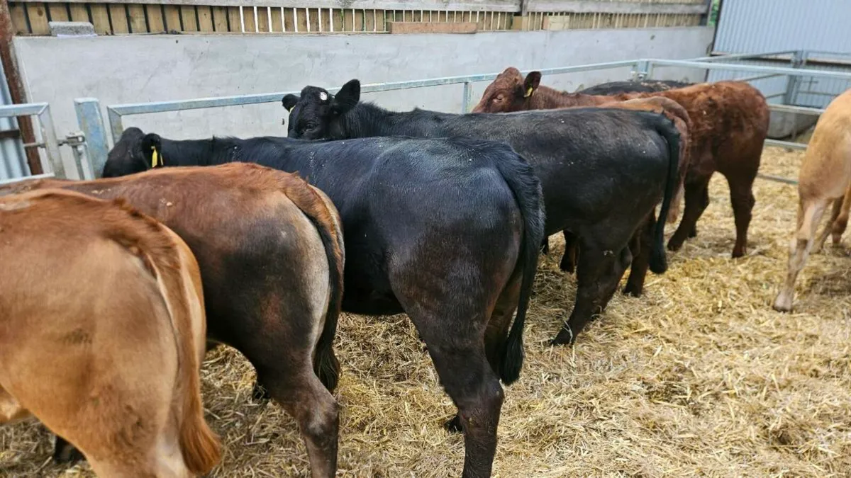 Limousin Heifers - Image 4