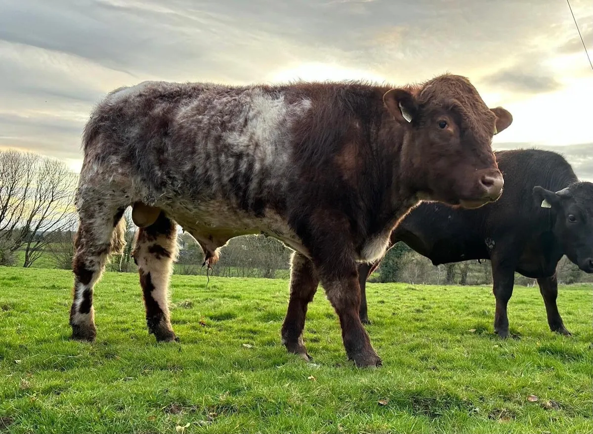 ✨5 ⭐️Shorthorn Bull for sale ✨ - Image 2