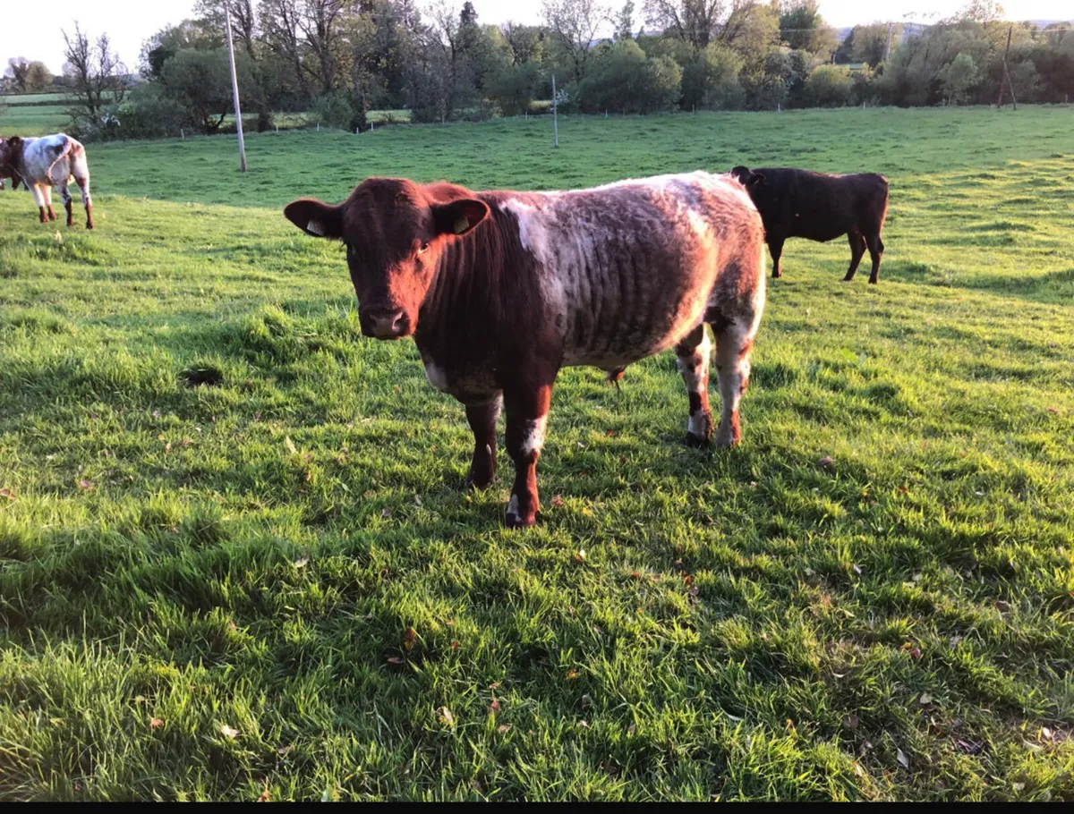 ✨5 ⭐️Shorthorn Bull for sale ✨ - Image 3