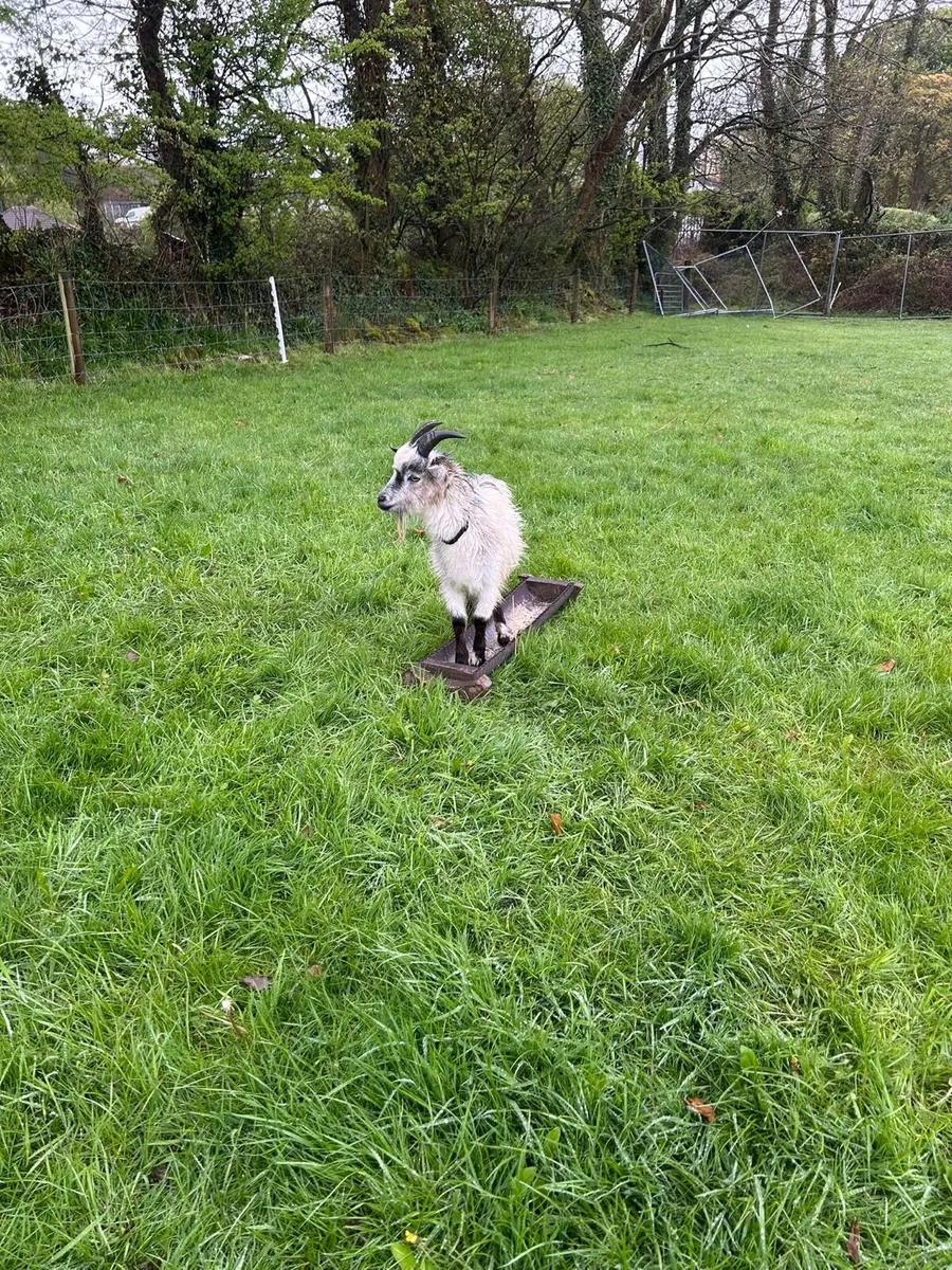 Pygmy Goats - Image 2