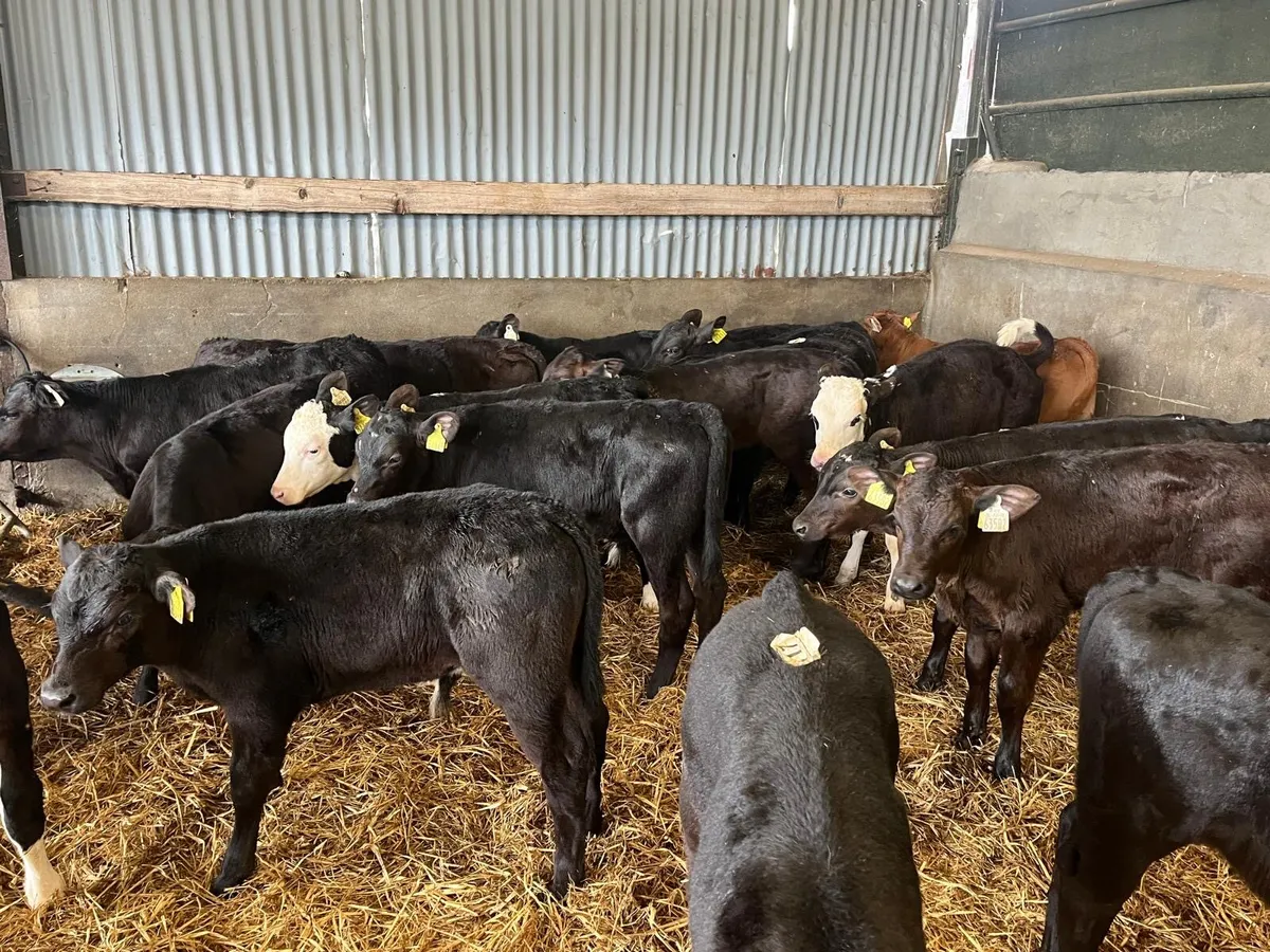 20 super continental weaned bulls - Image 1