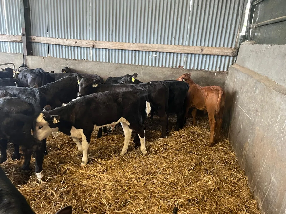 20 super continental weaned bulls - Image 2