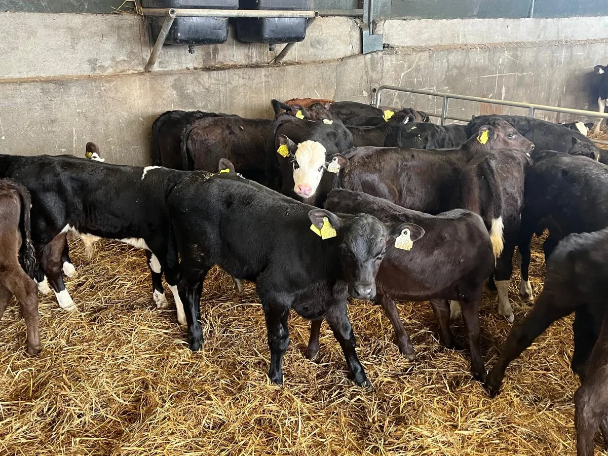 20 super continental weaned bulls - Image 3