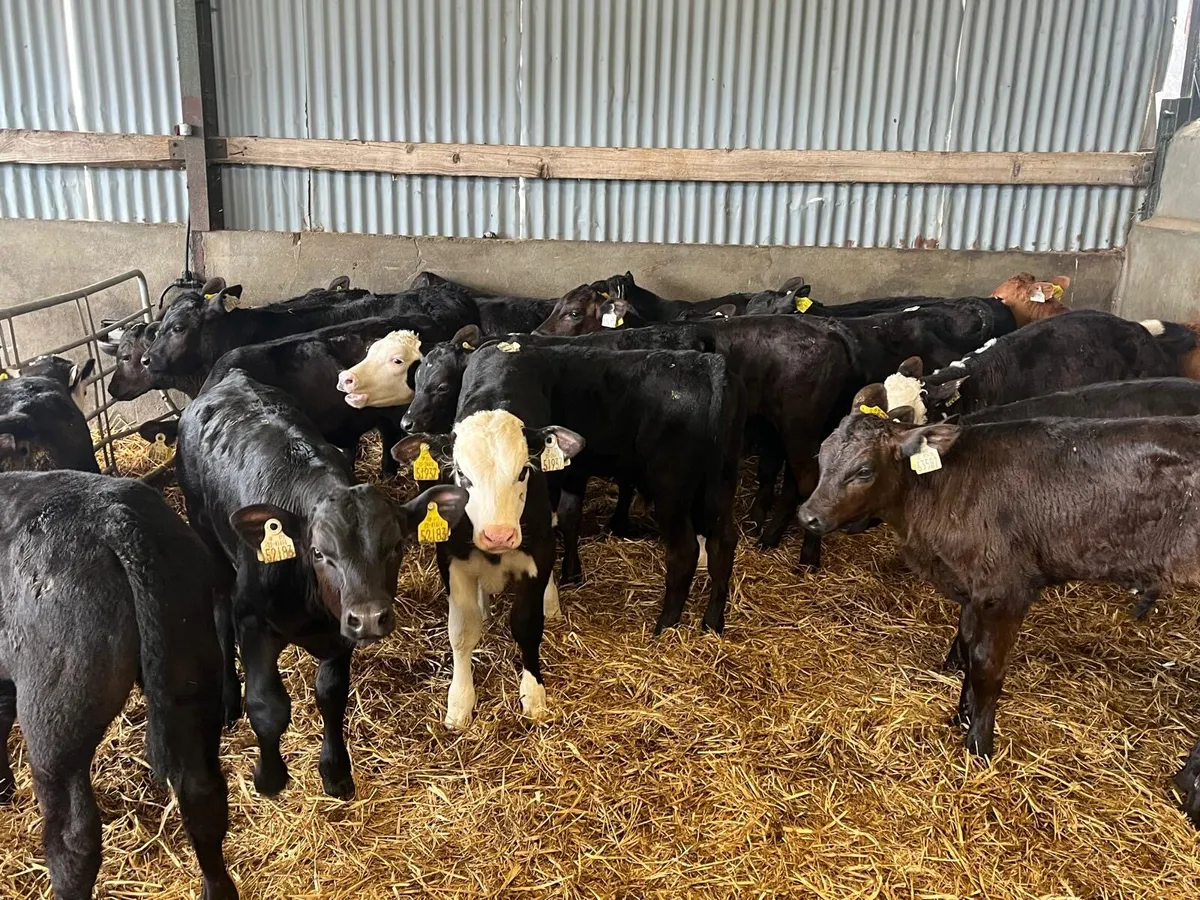 20 super continental weaned bulls - Image 4