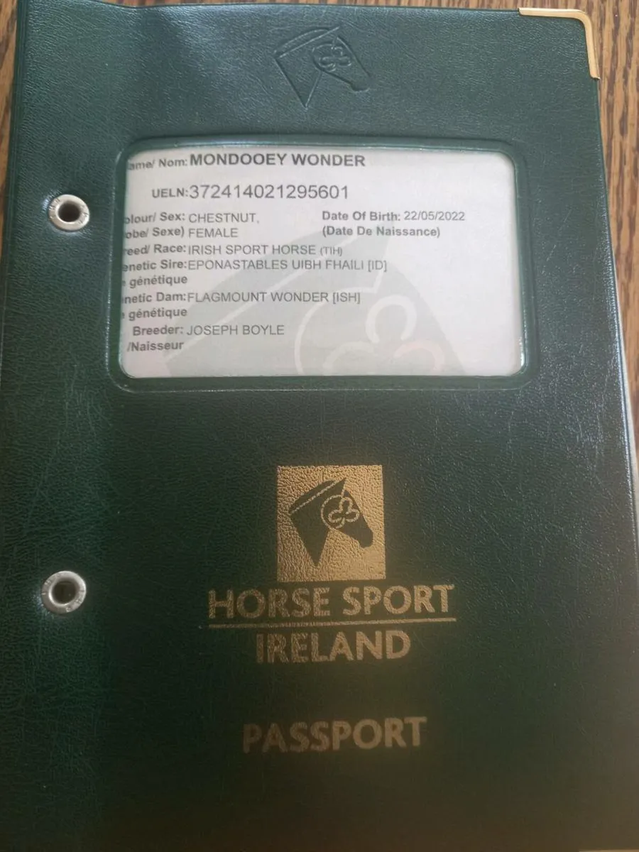 3 year old 14.2hh TISH - Image 2
