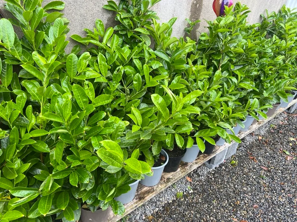 Laurel Hedging