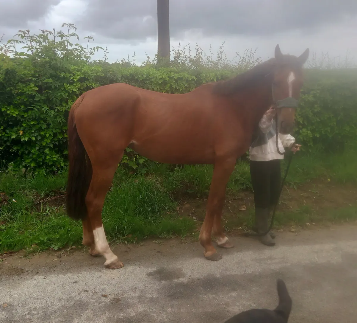 3 year old 14.2hh TISH - Image 1