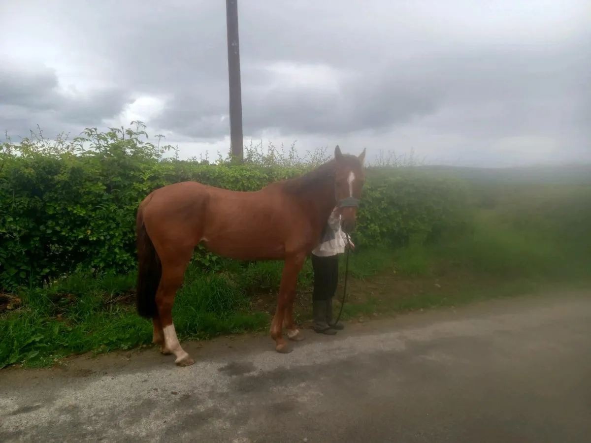 3 year old 14.2hh TISH - Image 4