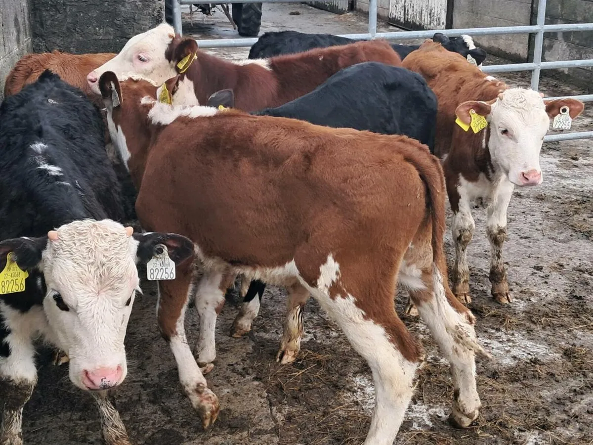 12 HEREFORD AND ANGUS BULLS GRASS CALVES - Image 2