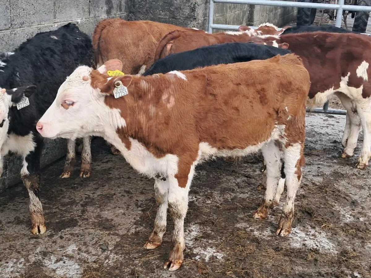 12 HEREFORD AND ANGUS BULLS GRASS CALVES - Image 3