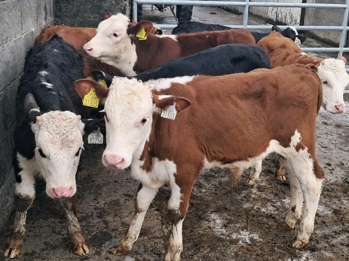 12 HEREFORD AND ANGUS BULLS GRASS CALVES - Image 1
